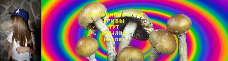 Галлюциногенные грибы Magic Shrooms  купить  цена  Подольск 